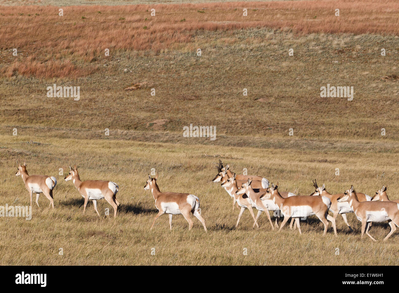 Pronghorn (Antilocapra americana), troupeau, Custer State Park, dans le Dakota du Sud. Banque D'Images