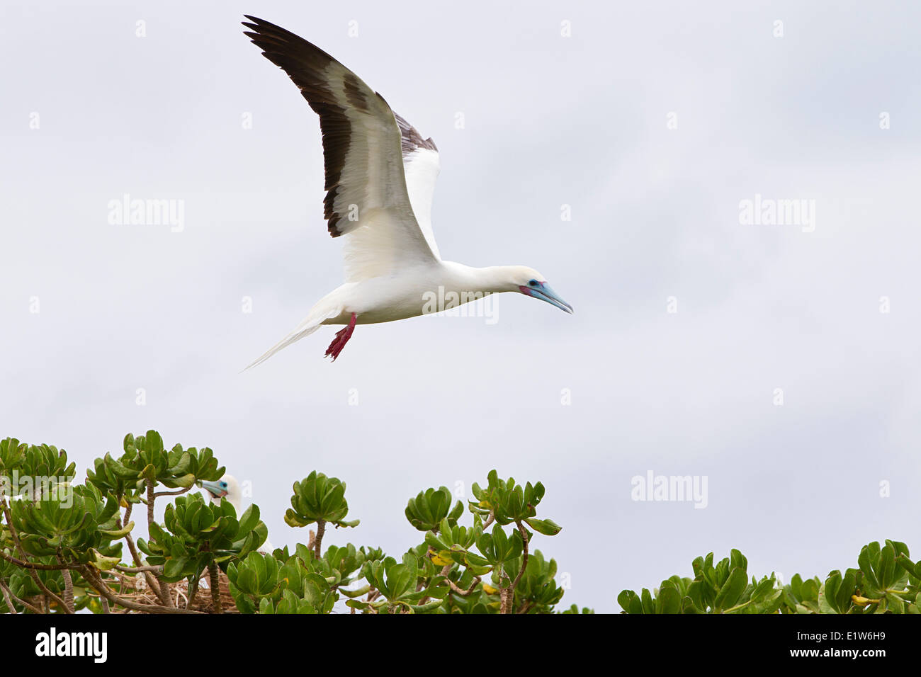 Fou à pieds rouges (Sula sula rubripes) en vol à pieds rouges (Sula sula rubripes) en vol au dessus de naupaka kauhakai Banque D'Images