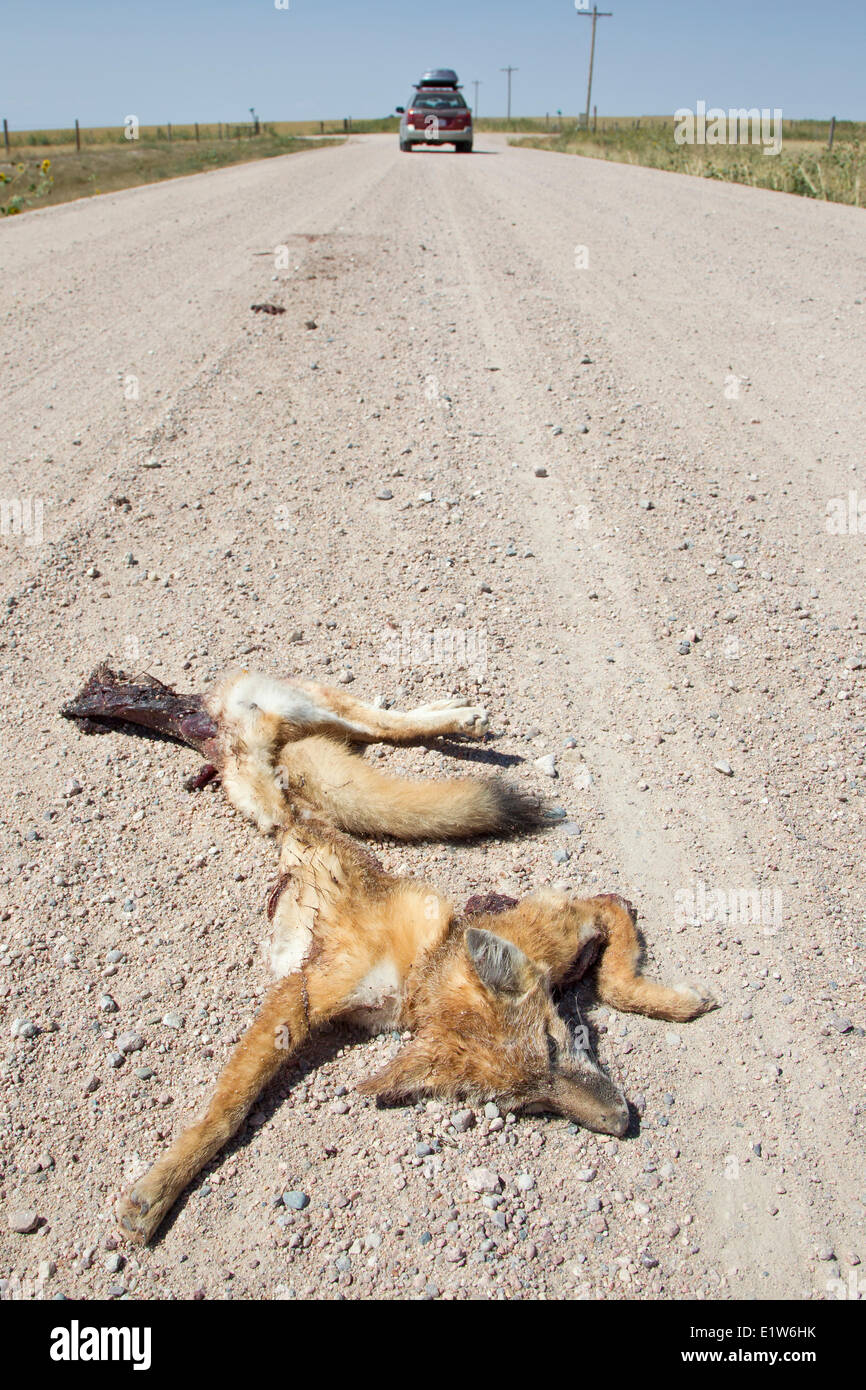 Road-tué le renard véloce (Vulpes velox) kit près de Pawnee National Grassland Colorado. Les véhicules sont une source importante de mortalité Banque D'Images
