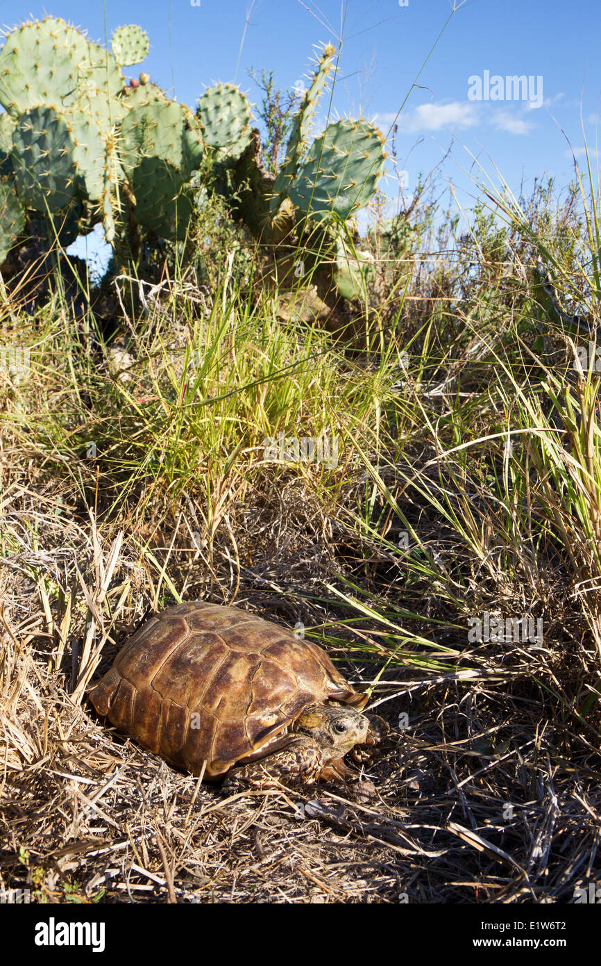 Tortue Gopherus berlandieri (Texas), homme, (très brièvement), Laguna Atascosa National Wildlife Refuge, au Texas. Banque D'Images