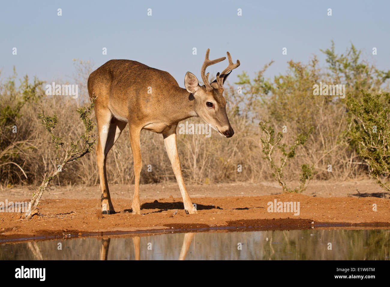 Le cerf de Virginie (Odocoileus virginianus), buck, à l'étang de boire de l'eau, Santa Clara Ranch, près de Edinburg, Texas du Sud. Banque D'Images