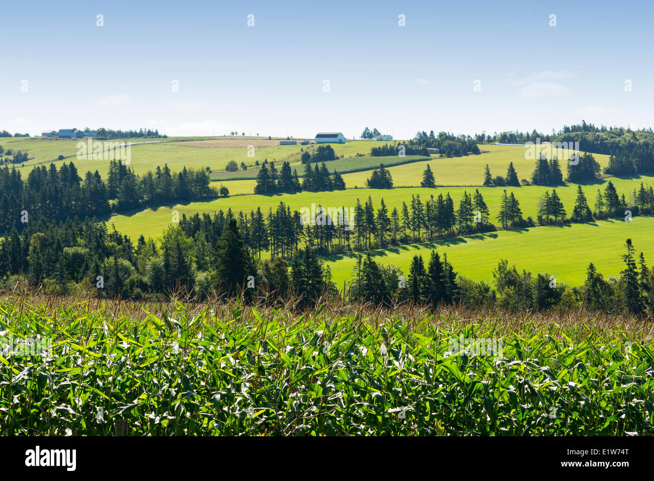 Cornfield, Springfield, Prince Edward Island, Canada Banque D'Images Cornfield, Springfield, Prince Edward Island, Canada Banque D'Images