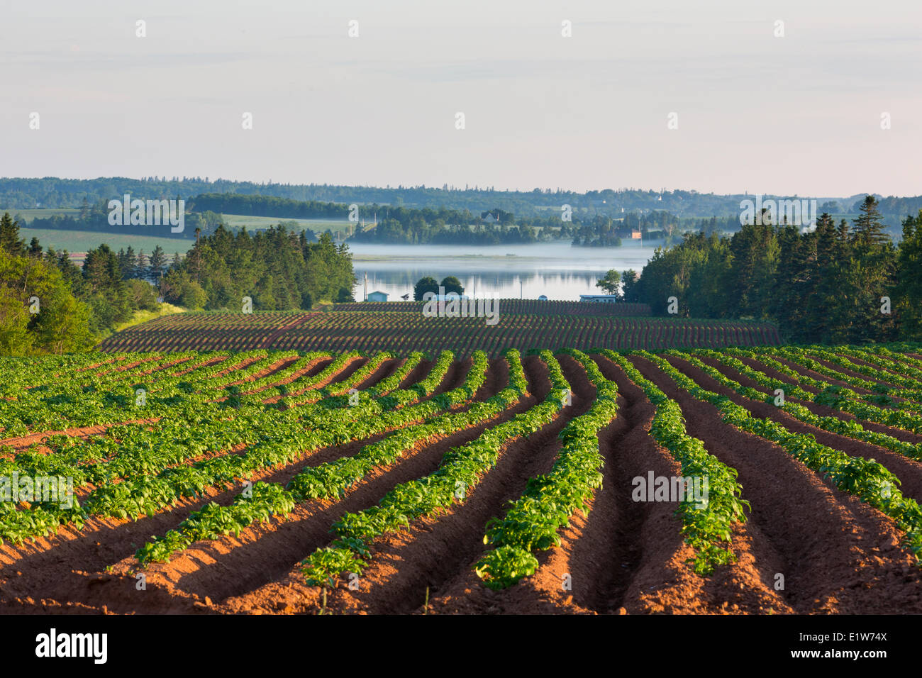 Champ de pommes de terre au printemps, Fairview, Prince Edward Island, Canada Banque D'Images