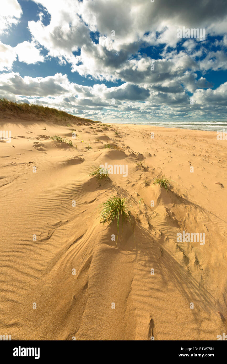 Dune de sable, Blooming Point Beach, parc national de l'Île du Prince-Édouard, Canada Banque D'Images