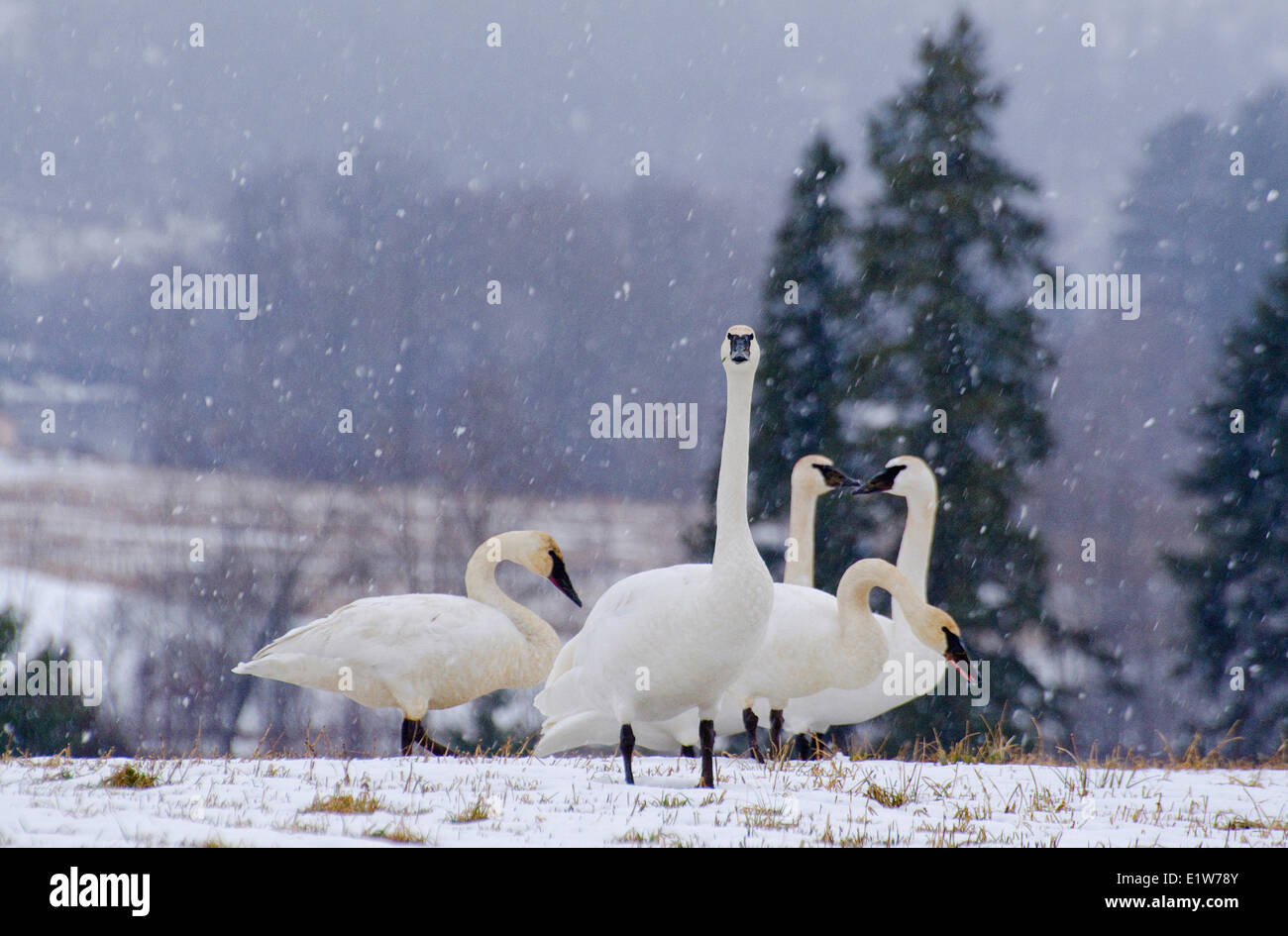 Les cygnes se nourrissent de graminées couvertes de neige près de Enderby dans la région de Shuswap de la Colombie-Britannique, Canada Banque D'Images