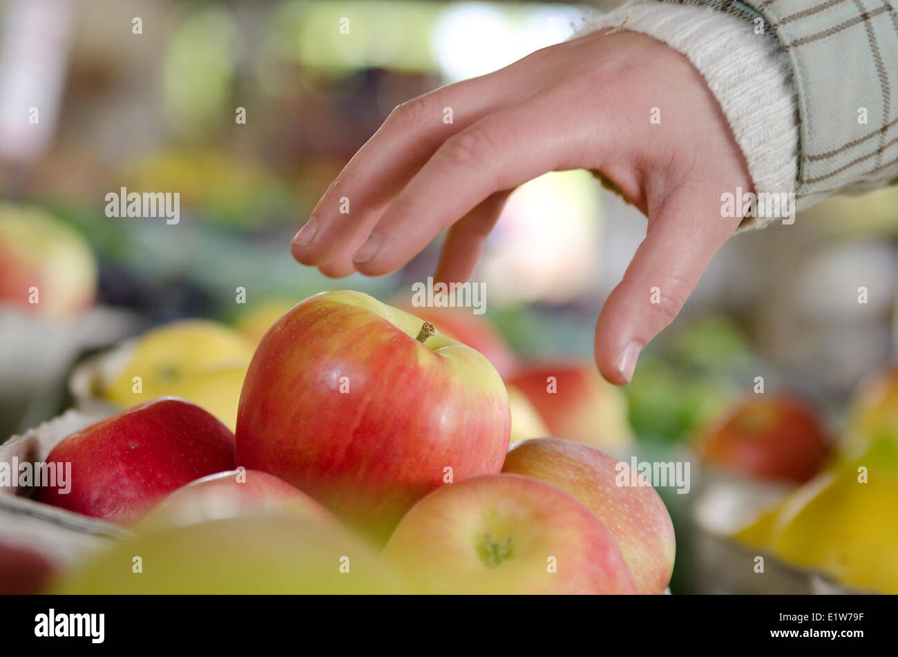 Choisir des produits frais à un stand de fruits dans Summerland dans la région de Thompson Okanagan, Colombie-Britannique, Canada Banque D'Images