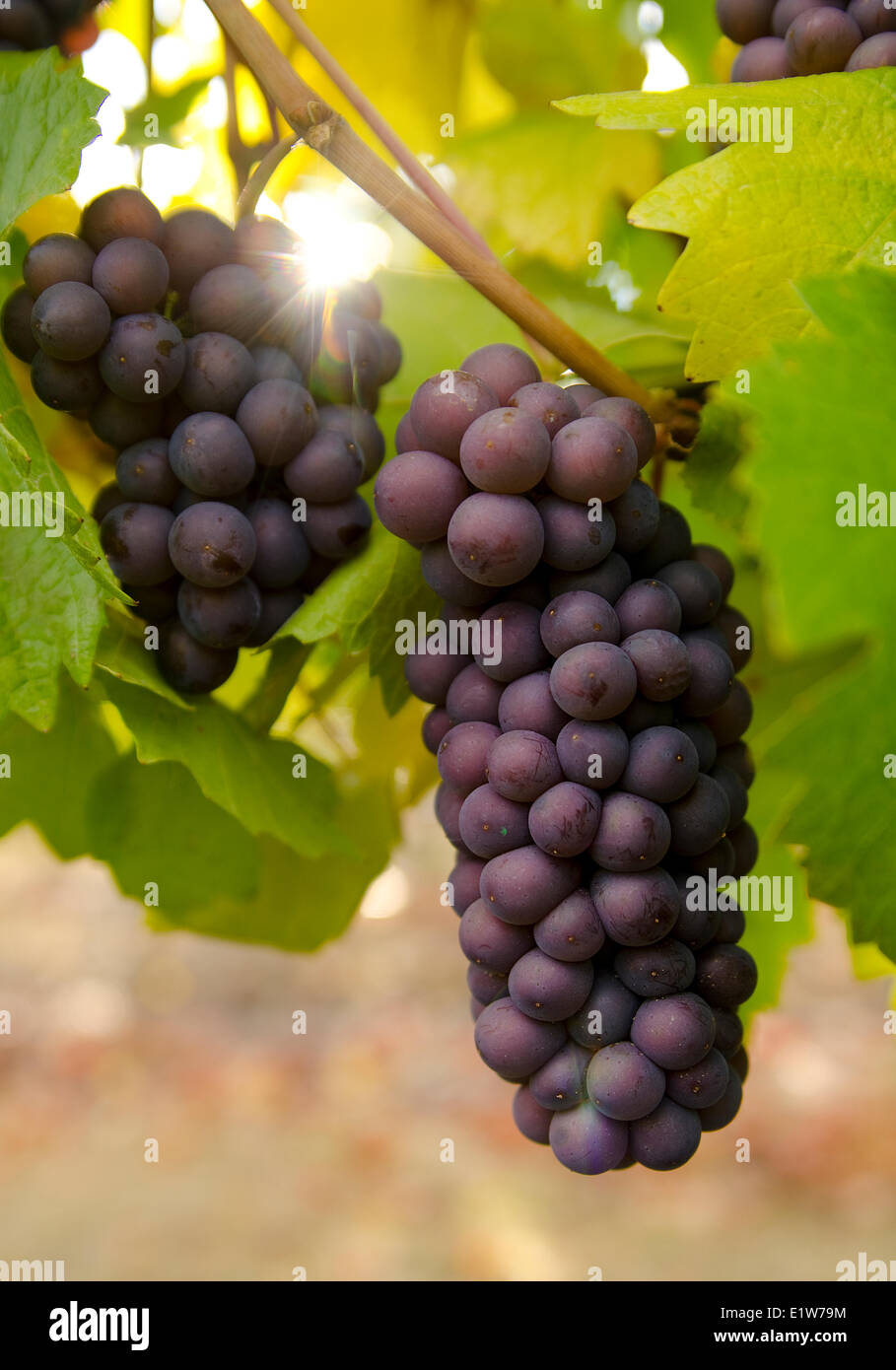 Raisins de prêts pour la récolte dans les vignes à Thornhaven Estates Winery à Summerland dans la région Thompson Okanagan Banque D'Images