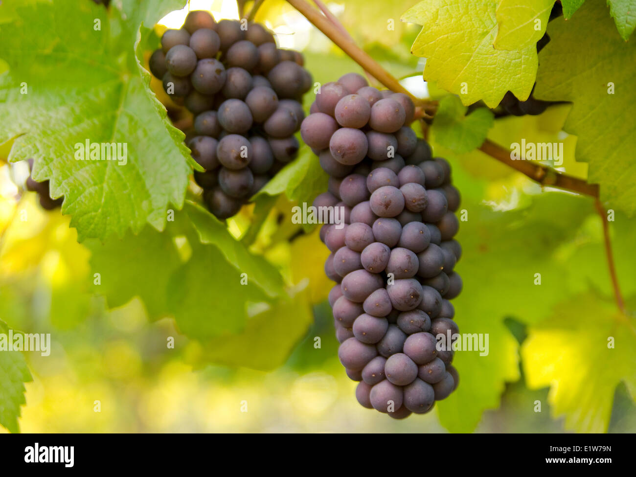 Raisins de prêts pour la récolte dans les vignes à Thornhaven Estates Winery à Summerland dans la région Thompson Okanagan Banque D'Images