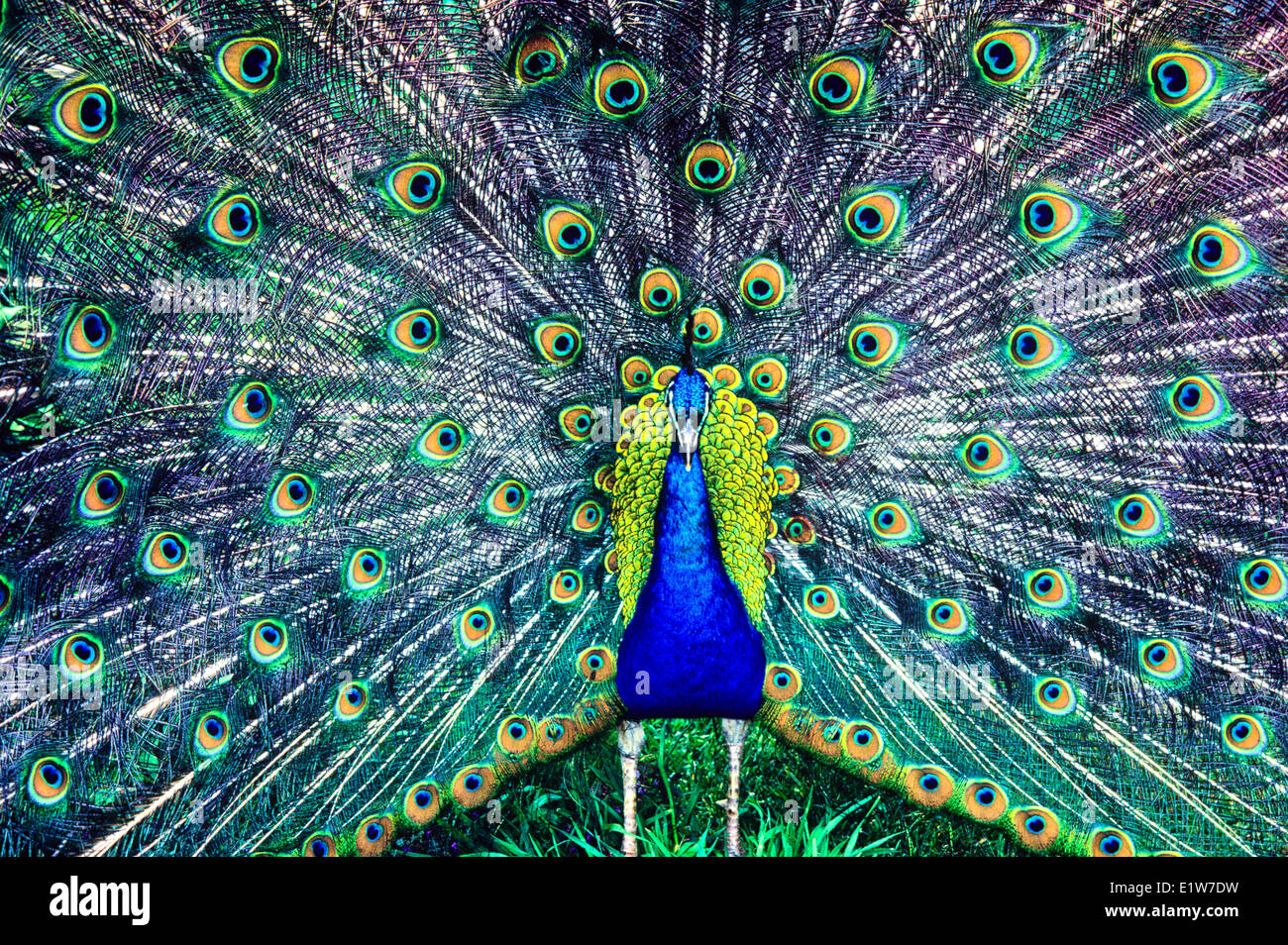 Paon bleu (Pavo cristatus), Banque D'Images