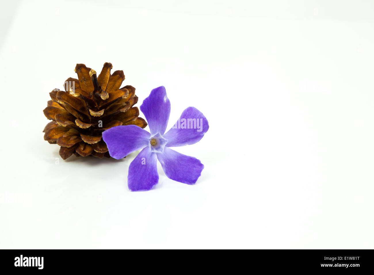 Cône de conifère Banque D'Images