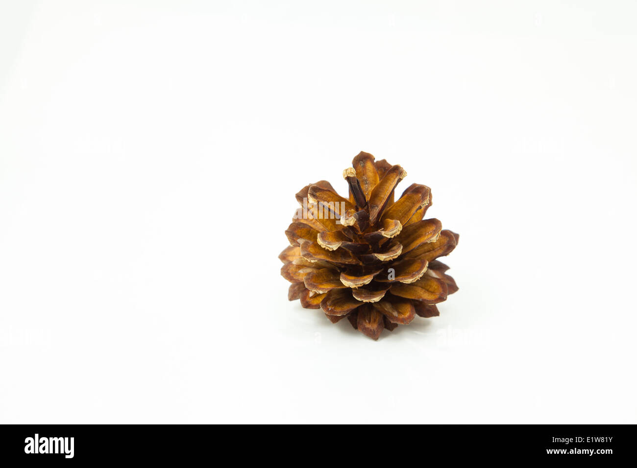 Cône de conifère Banque D'Images