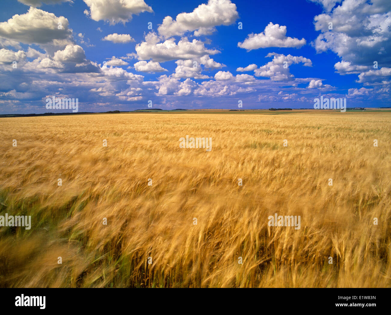 Le vent venant à échéance et champ d'orge ciel avec nuages, Tiger Hills, Manitoba, Canada Banque D'Images