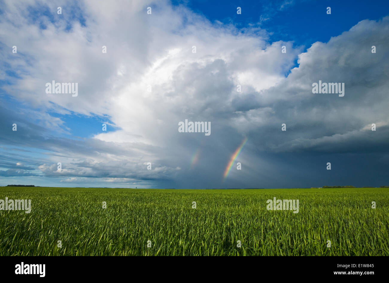 Champ d'orge et de croissance précoce avec sky et arc-en-masse cumulonimbus près de Dugald (Manitoba), Canada Banque D'Images