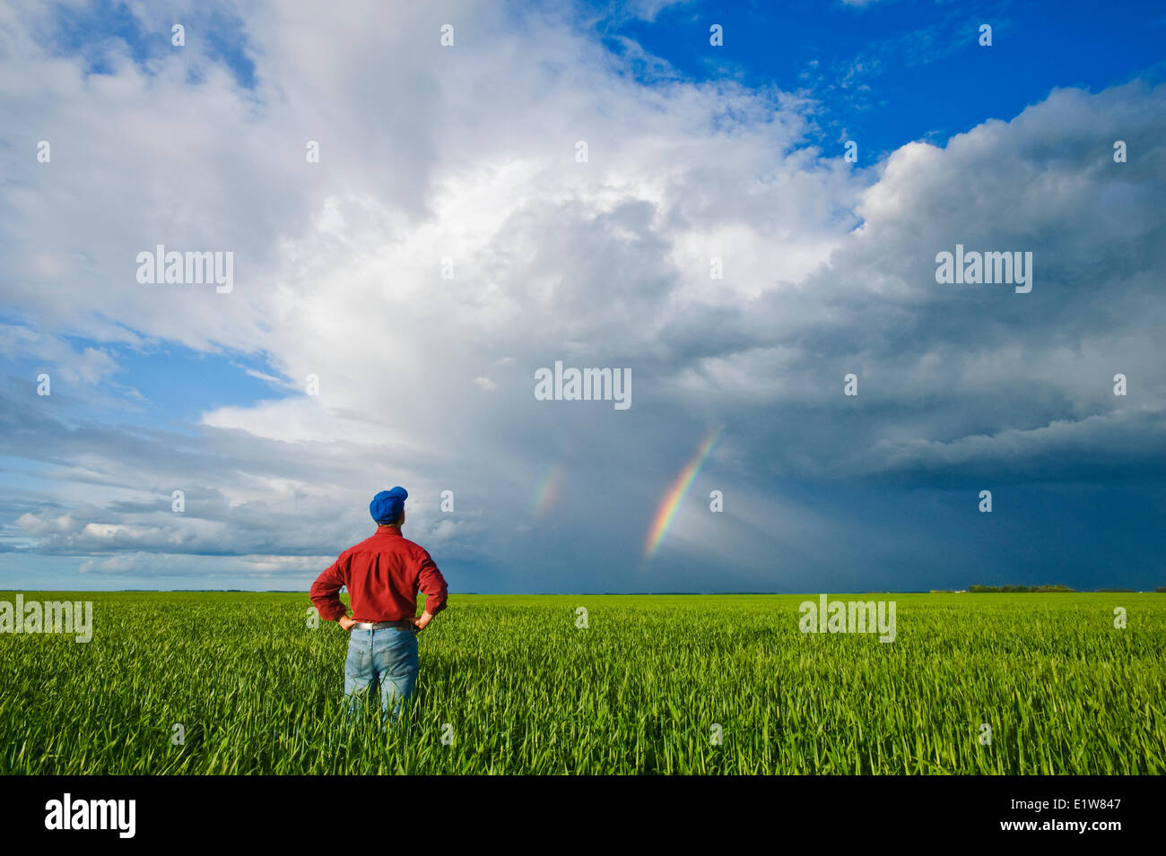 Agriculteur à la recherche sur un champ d'orge en début de croissance avec cumulonimbus ciel arc-en-masse près de Dugald Manitoba Canada Banque D'Images