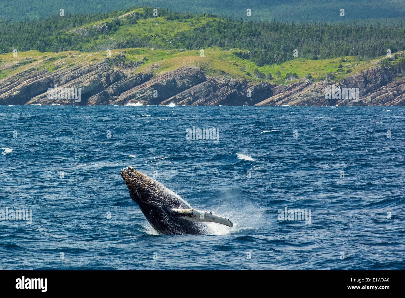 Baleine à bosse (Megaptera novaeangliae), violer, réserve écologique de Witless Bay, Newfoundland, Canada Banque D'Images
