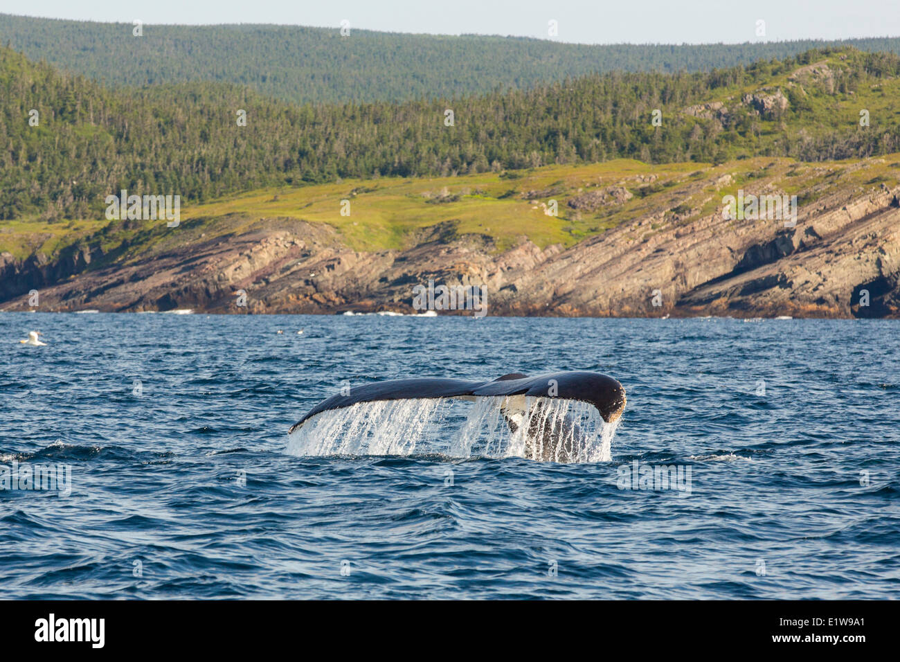 La douve, la baleine à bosse (Megaptera novaeangliae, la réserve écologique de Witless Bay, Newfoundland, Canada Banque D'Images
