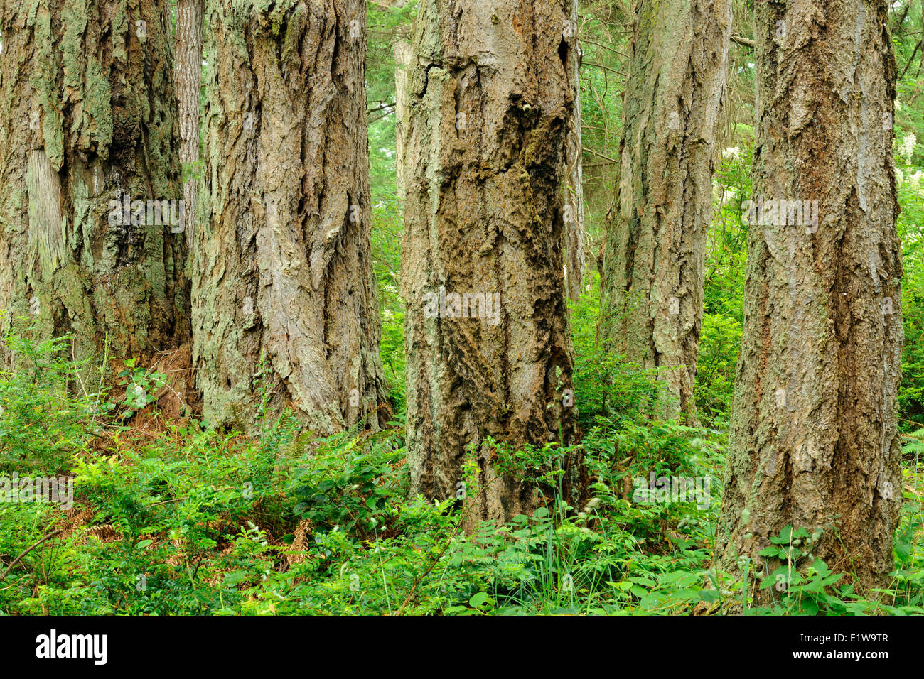 Des arbres géants, parc provincial Helliwell, Hornby Island, British Columbia, Canada Banque D'Images