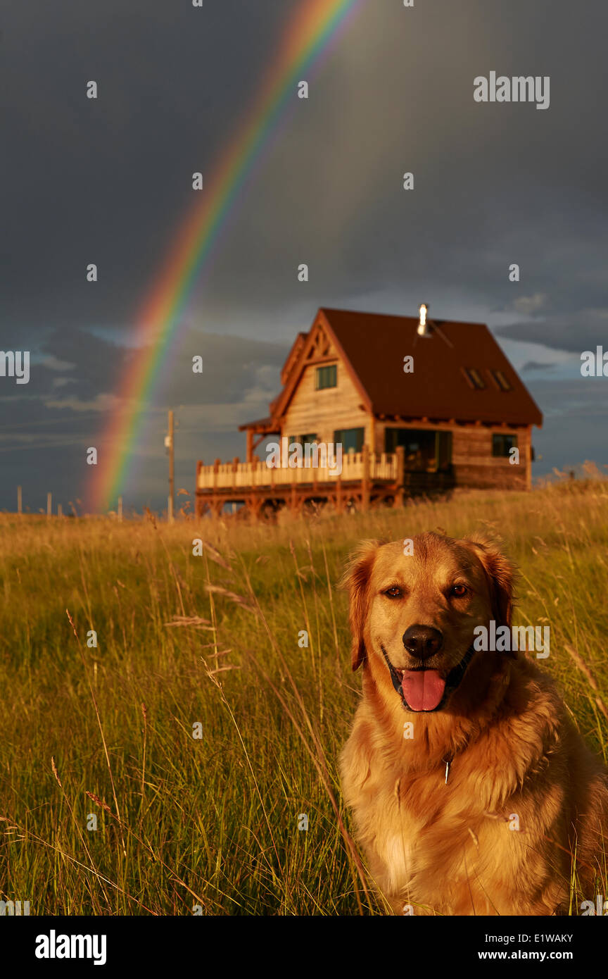 Arc-en-ciel, cabine timberframe et golden retriever (Canis lupus familiaris) Banque D'Images