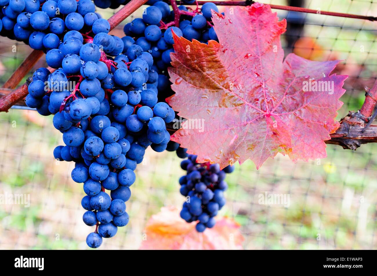 Agria raisins sur la vigne à Cherry Point Estate Winery à Cobble Hill, BC, Canada. Banque D'Images