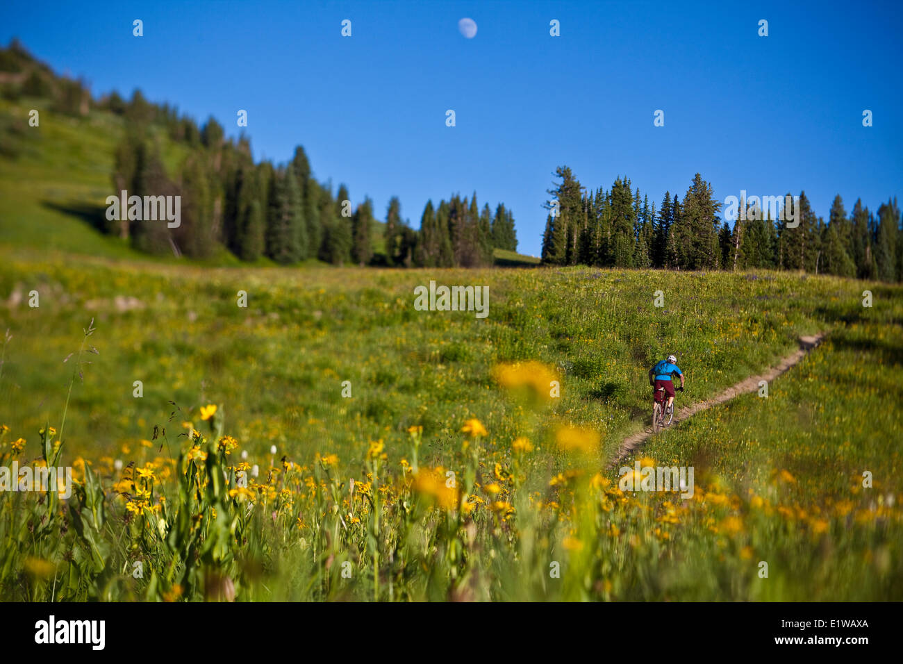 Un homme en vélo de montagne le sentier 401, Crested Butte, CO Banque D'Images