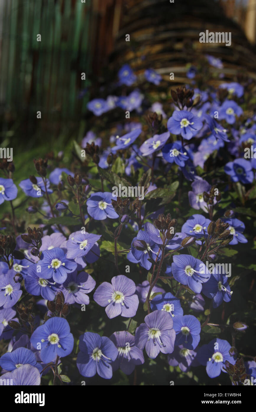 Fleurs alpines de plus en jardin Veronica umbrosa 'Georgia Blue' Banque D'Images