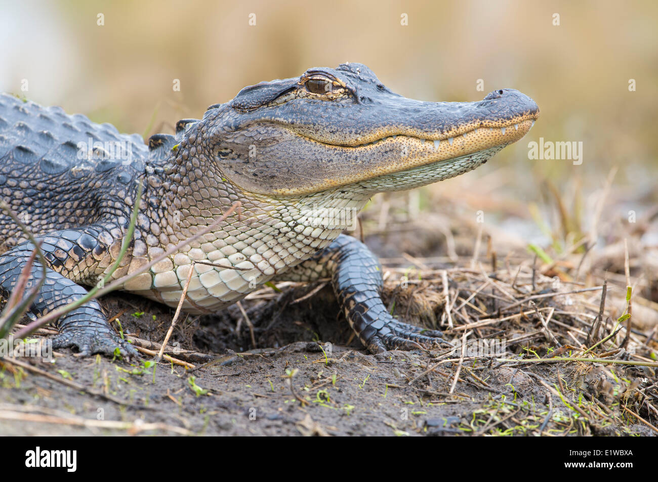 Alligator Alligator mississippiensis (Floride) - Banque D'Images