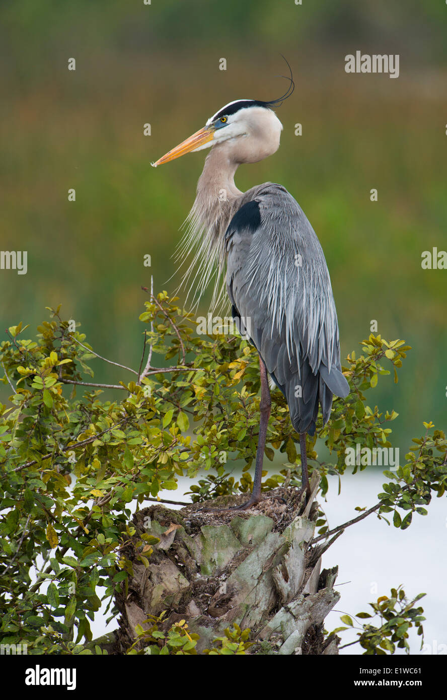 Grand-Héron (Ardea herodias) - Zones humides Viera en Floride Banque D'Images