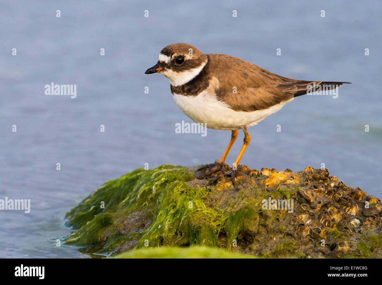 Pluvier semipalmé (Charadrius semipalmatus) - Fort Desoto State Park. Floride Banque D'Images