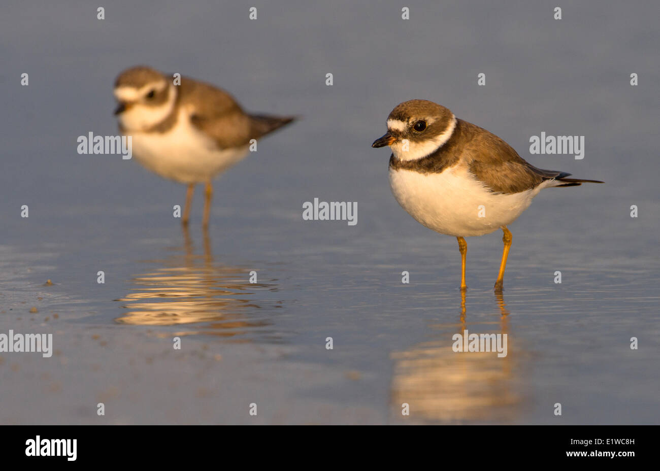 Pluvier semipalmé (Charadrius semipalmatus) - Fort Desoto State Park. Floride Banque D'Images