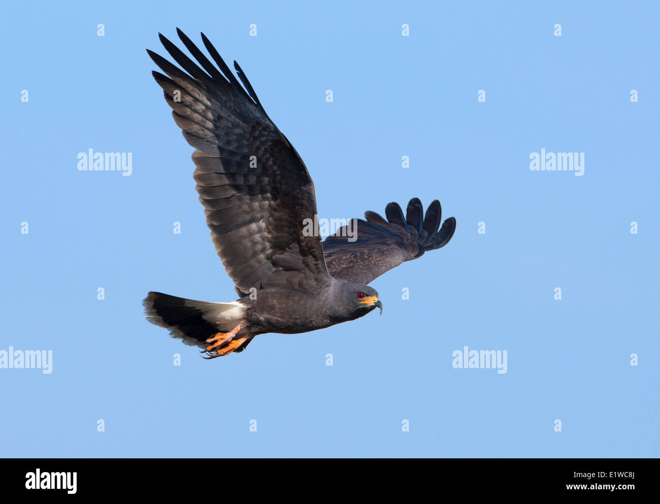 Milan des marais (Rostrhamus sociabilis) - à l'Ouest Le lac Tohopekaliga, Kissimmee en Floride Banque D'Images