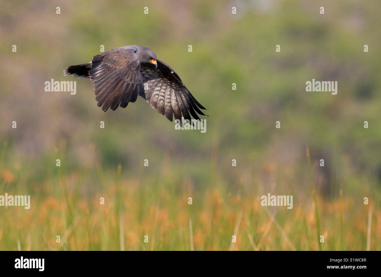 Milan des marais (Rostrhamus sociabilis) - à l'Ouest Le lac Tohopekaliga, Kissimmee en Floride Banque D'Images