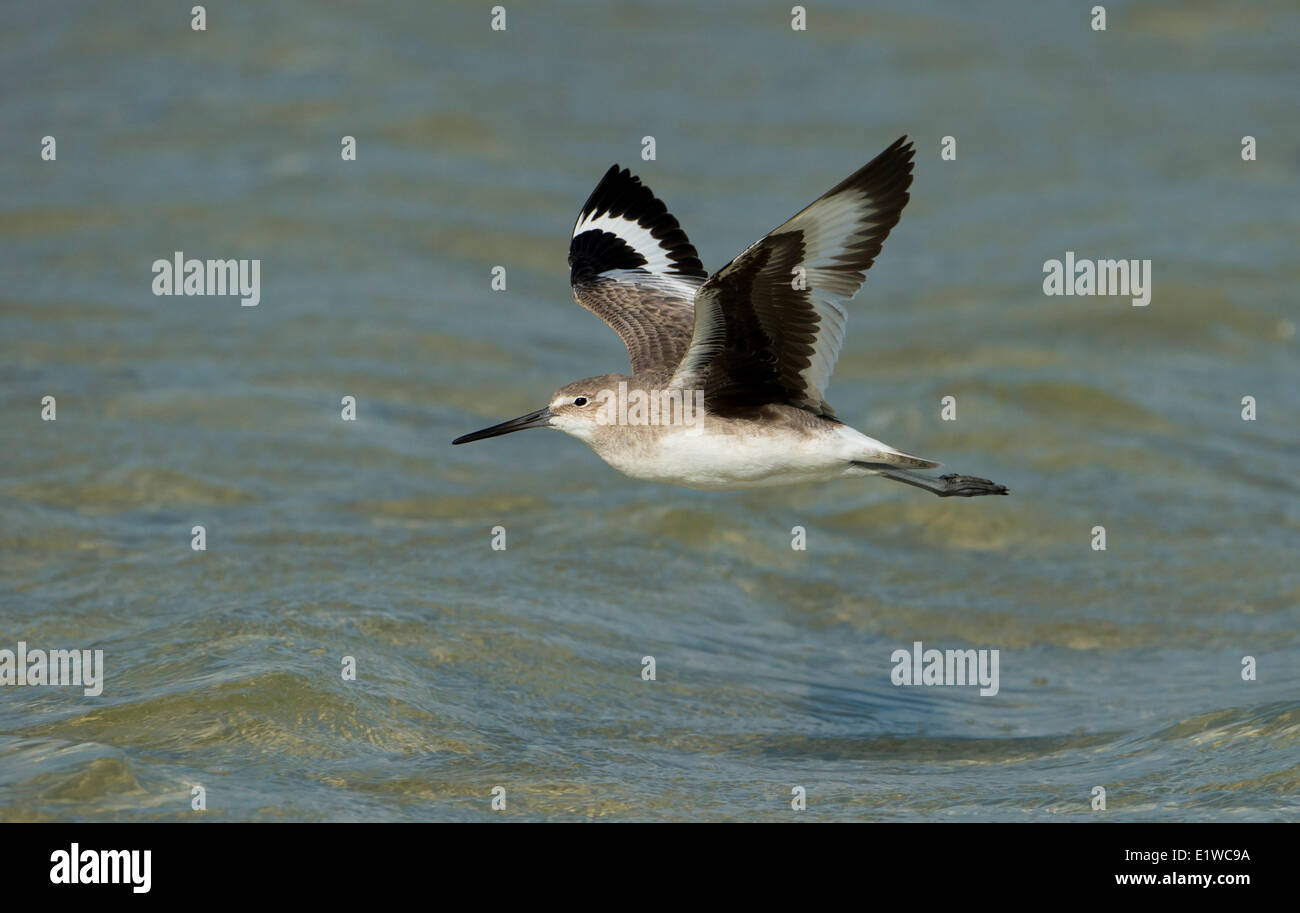 Willet (Tringa semipalmata) - Fort Desoto State Park, Floride Banque D'Images