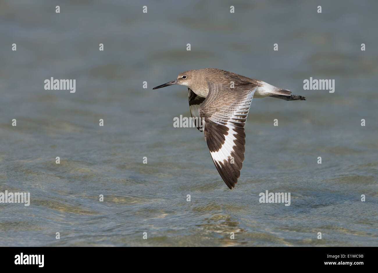 Willet (Tringa semipalmata) - Fort Desoto State Park, Floride Banque D'Images