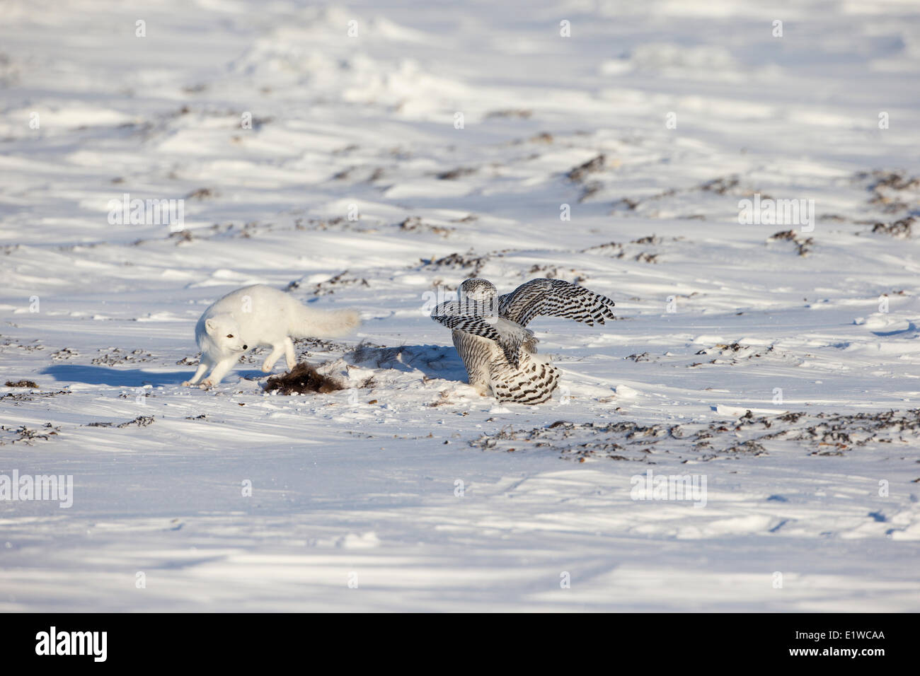 Le renard arctique (Alopex lagopus) Harfang des neiges (Bubo scandiacus) avec scrap le boeuf musqué (Ovibos moschatus) côte ouest au sud de la Baie d'Hudson Banque D'Images