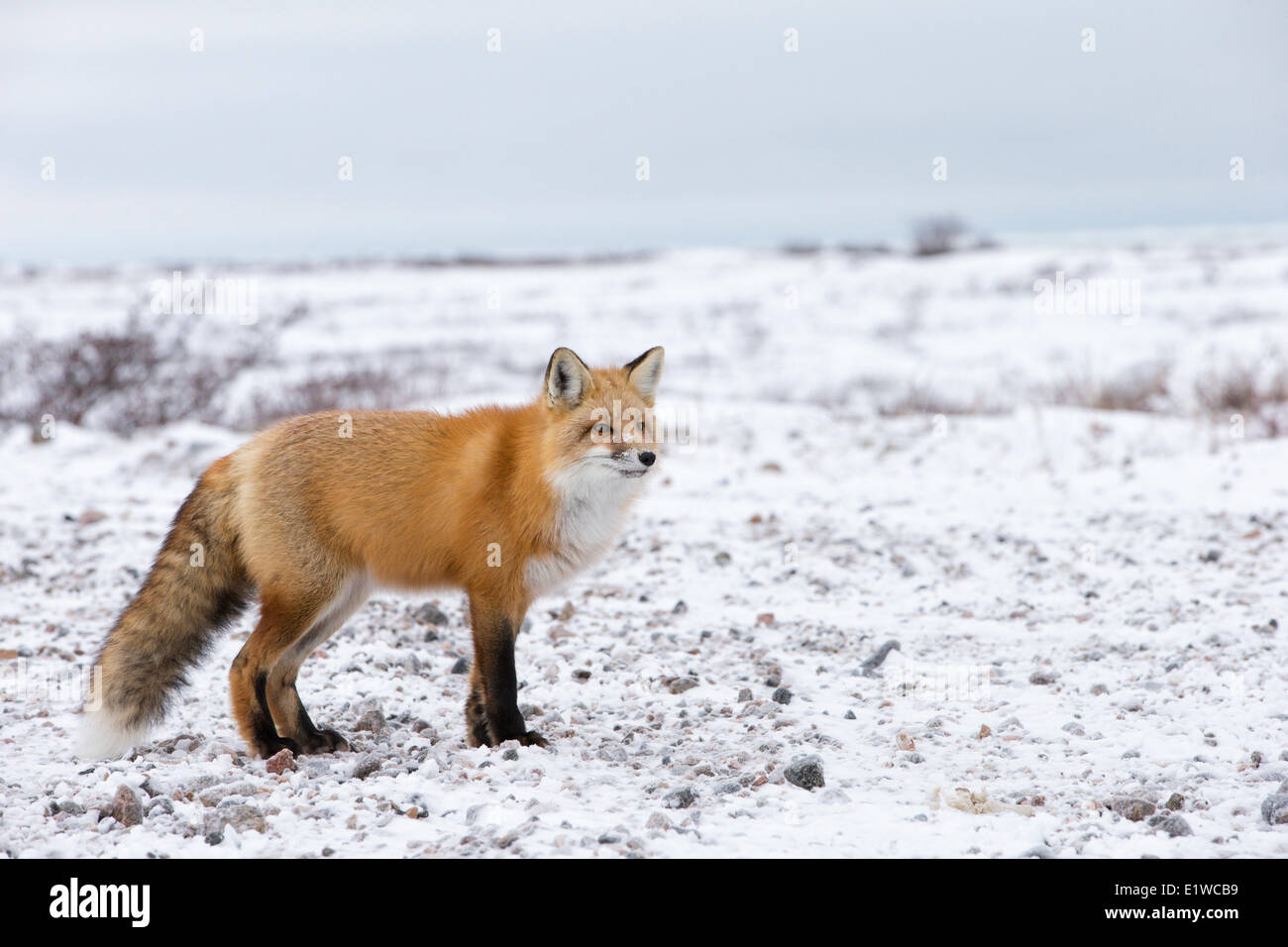 Le renard roux (Vulpes vulpes), de la côte ouest de la Baie d'Hudson, au Manitoba, Canada Banque D'Images