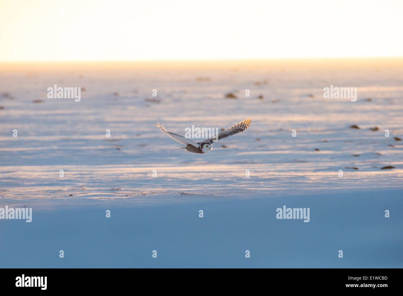 Le harfang des neiges (Bubo scandiacus), en vol, de la côte ouest de l'Hudosn Bay, au sud de Arviat, Nunavut, Canada Banque D'Images