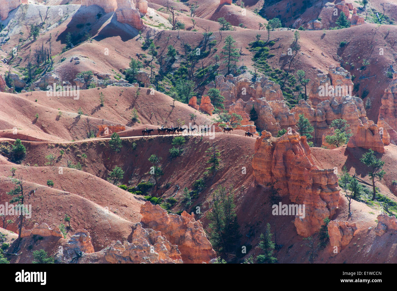 Randonnées à cheval à Bryce Amphitheater, Utah, Bryce Canyon National Park, États-Unis d'Amérique Banque D'Images