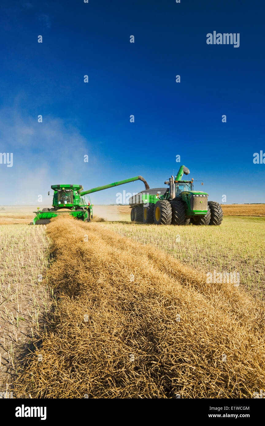 Une décharge de la moissonneuse-batteuse dans un wagon de grain sur le rendez-vous, au cours de la récolte de canola près de Kamsack, en Saskatchewan, Canada Banque D'Images