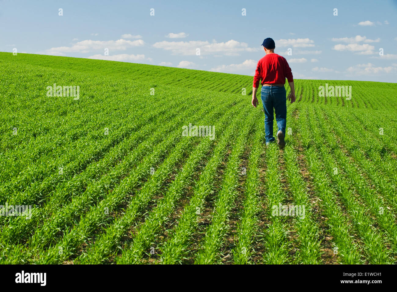 Un agriculteur scouts un champ de blé de printemps en début de croissance, Tiger Hills, au Manitoba, Canada Banque D'Images