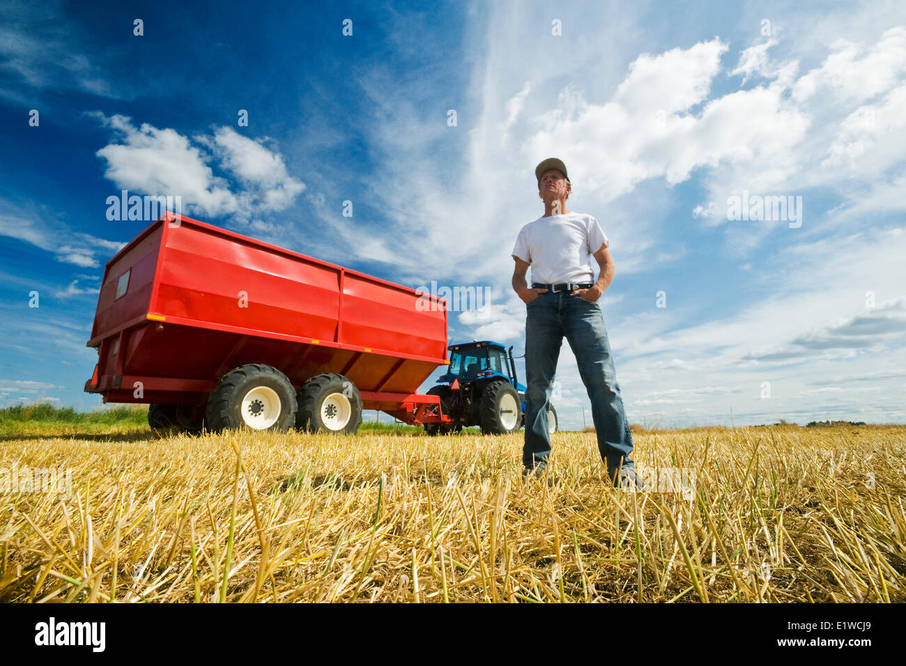 Un fermier sur chaume dans l'avoine en avant d'un tracteur et chariot à grain pendant la récolte, près de Dugald (Manitoba), Canada Banque D'Images