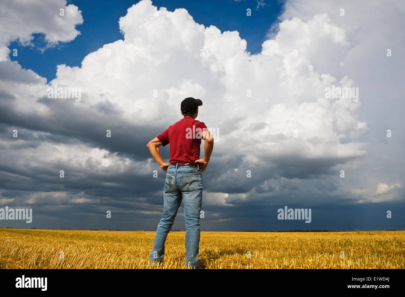 Un homme donne sur un champ d'avoine récoltés avec un énorme cumulonimbus s'accumule dans le fond près de Dugald (Manitoba) Banque D'Images