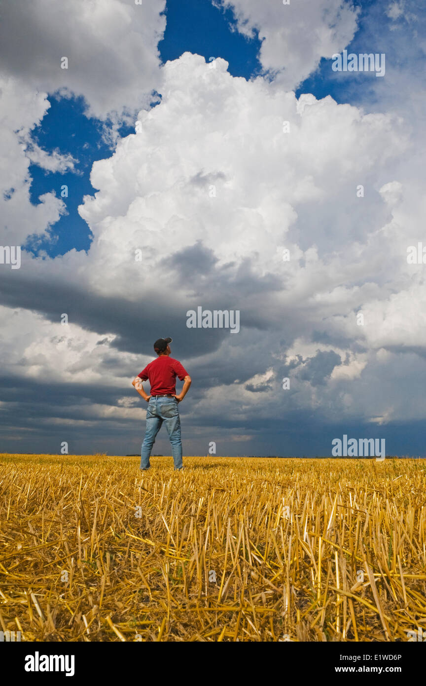 Un homme donne sur un champ d'avoine récoltés avec un cumulonimbus s'accumule dans l'arrière-plan, près de Dugald (Manitoba), Canada Banque D'Images