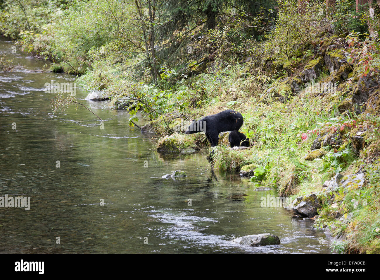 Une femelle ours noir (Ursus americanus) son petit look le saumon à l'Observation de la faune et de Fish Creek Site dans la rivière Salmon Banque D'Images