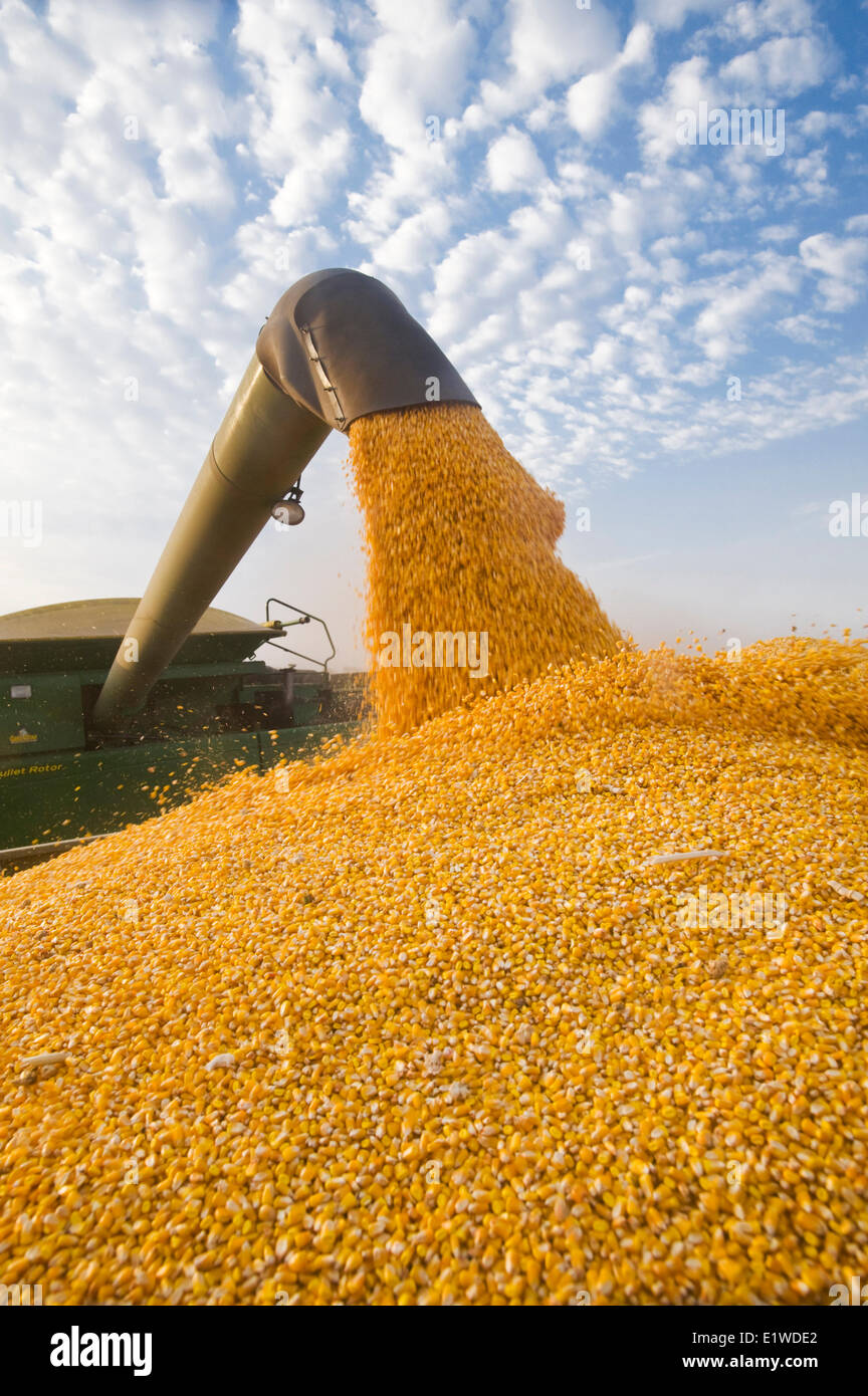 Une moissonneuse-batteuse se jette dans un wagon de grain sur le rendez-vous, au cours de l'alimentation/ récolte de maïs-grain, près de Niverville, au Manitoba, Canada Banque D'Images