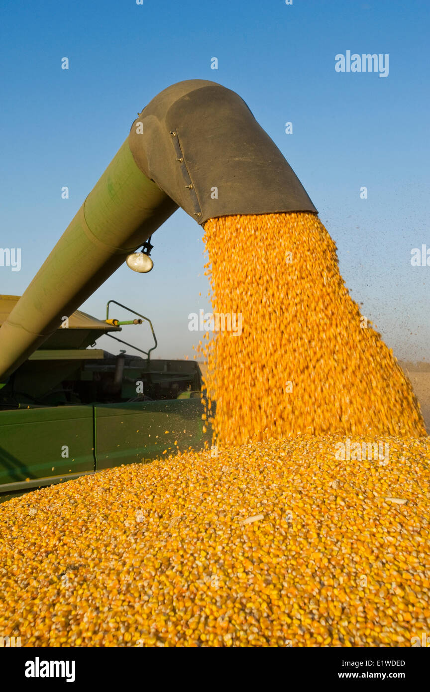 Une moissonneuse-batteuse se jette dans un wagon de grain sur le rendez-vous, au cours de l'alimentation/ récolte de maïs-grain, près de Niverville, au Manitoba, Canada Banque D'Images