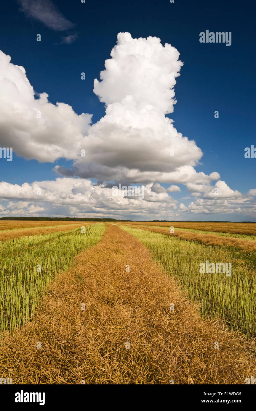 Mise en andains, la récolte de canola avec les cumulonimbus en arrière-plan, Manitoba, Canada Banque D'Images