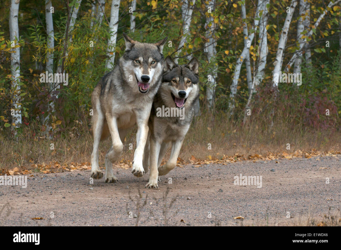 Le bois ou le loup gris (Canis lupus), se déplaçant à bord de forêt, le long de la route de gravier, Minnesota, United States of America Banque D'Images