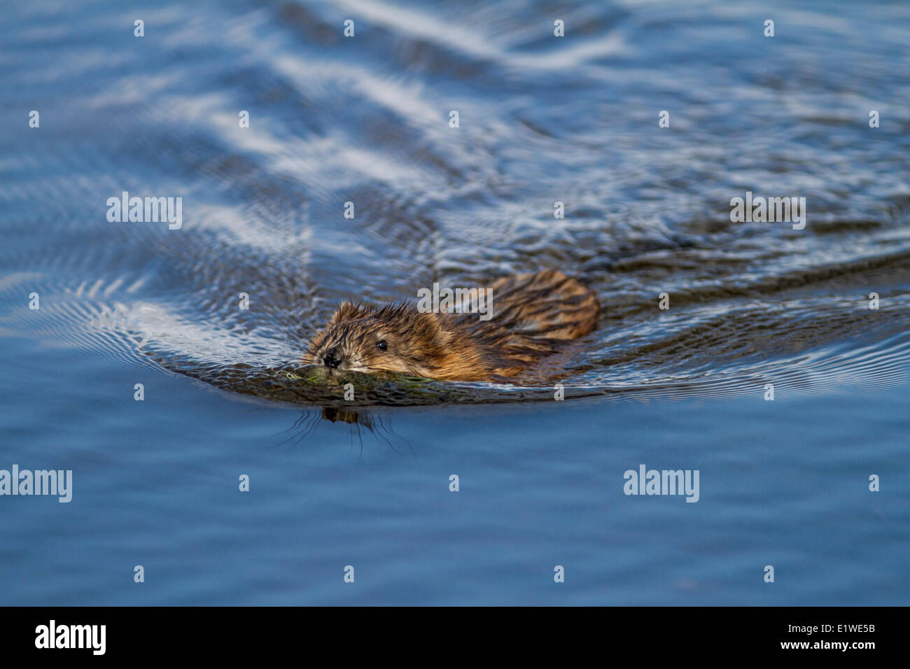 Le rat musqué (Ondatra zibethicus) Nager dans un bourbier, Strathmore, Alberta, Canada Banque D'Images