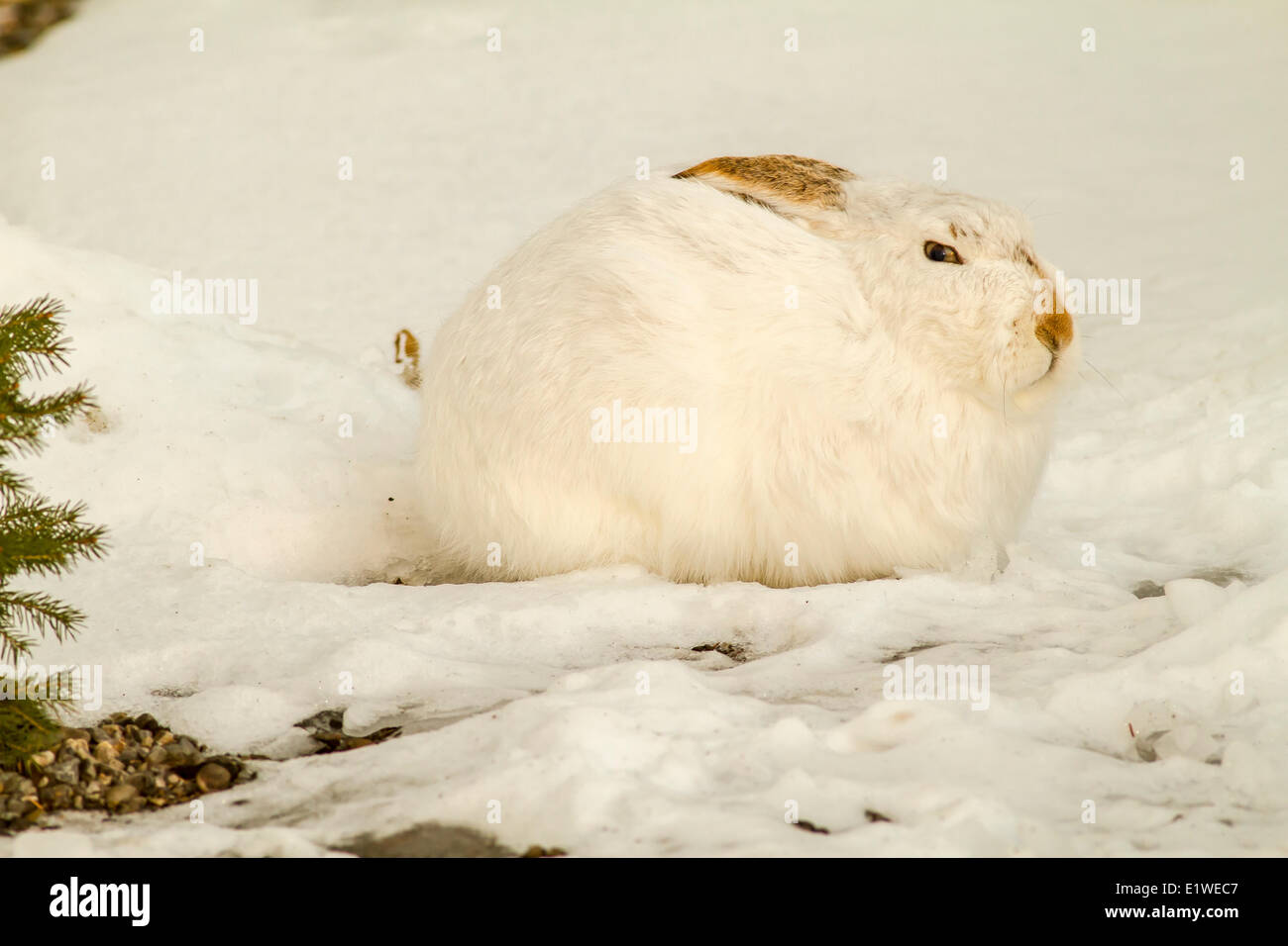 Le lièvre (Lepus americanus) de dormir dans la neige, au début de mes rêves. Calgary, Alberta, Canada Banque D'Images