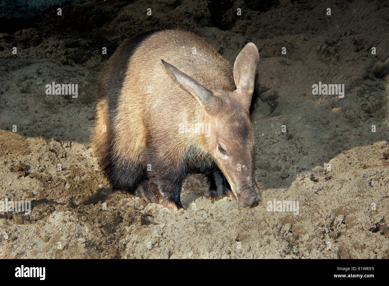 Aardvark adultes (Orycteropus afer), de nourriture, de l'Afrique de l'Est. Banque D'Images